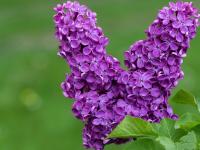 FB赛事直播-篮网战术遗产，当利拉德在2026世界杯接管比赛